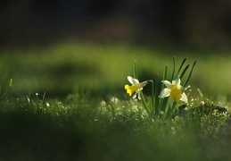 pseudo-narcissus 2008-2