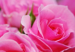 rose marin 20051206