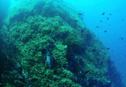 La Gabinière, Port Cros, Méditerranée