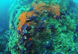 La Gabinière, Port Cros, Méditerranée