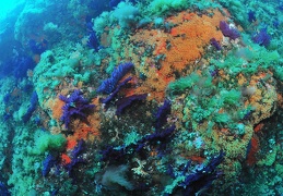 La Gabinière, Port Cros, Méditerranée