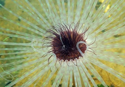 anemone3