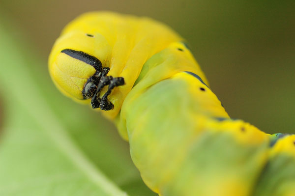 acherontia_atropos.jpg