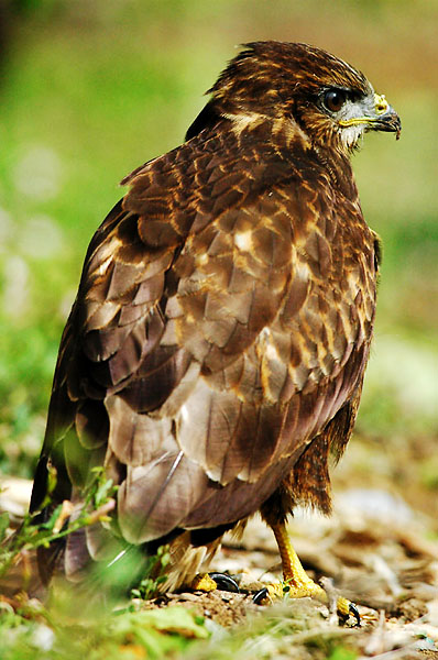 buteo_buteo_juvenile_millioche_marin_20050710.jpg