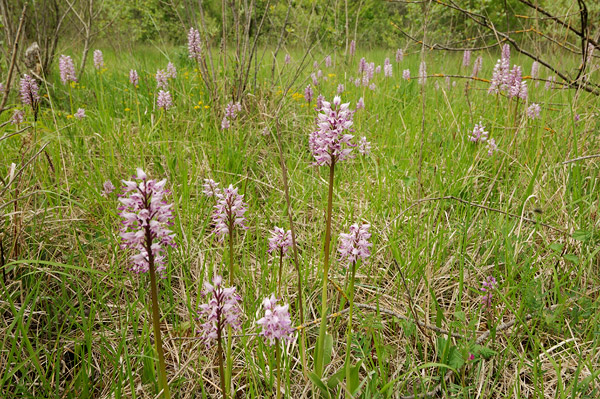 clairiere_orchis_2009.jpg