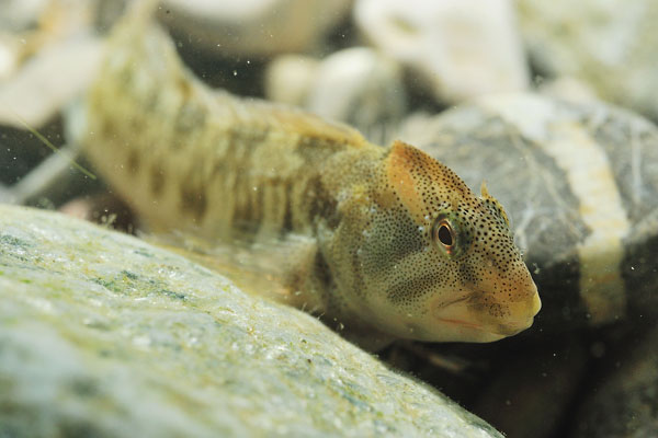 Nouveau poisson dans le Léman