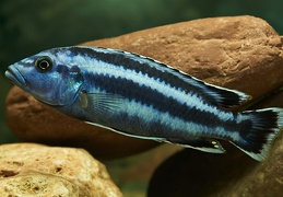 Melanochromis kaskazini Manda mâle sauvage