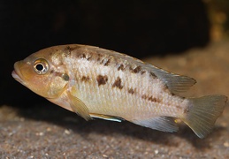 Petrotilapia flaviventris femelle sauvage 