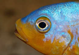 Petrotilapia "Yellow Ventral" Chizumulu mâle sauvage
