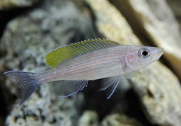 Paracyprichromis brieni Uvira mâle sauvage