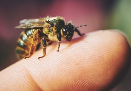 Apiculture