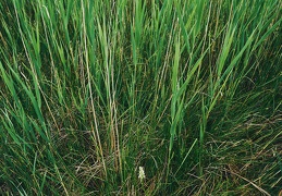 Dactylorhiza ochroleuca